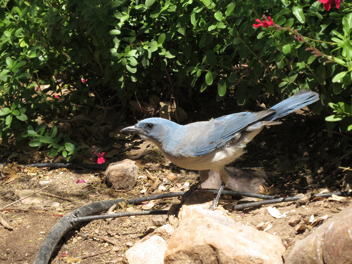 Mexican Jay - ML445497351