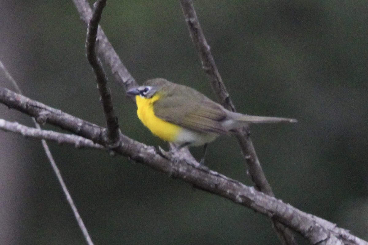Yellow-breasted Chat - ML445499901