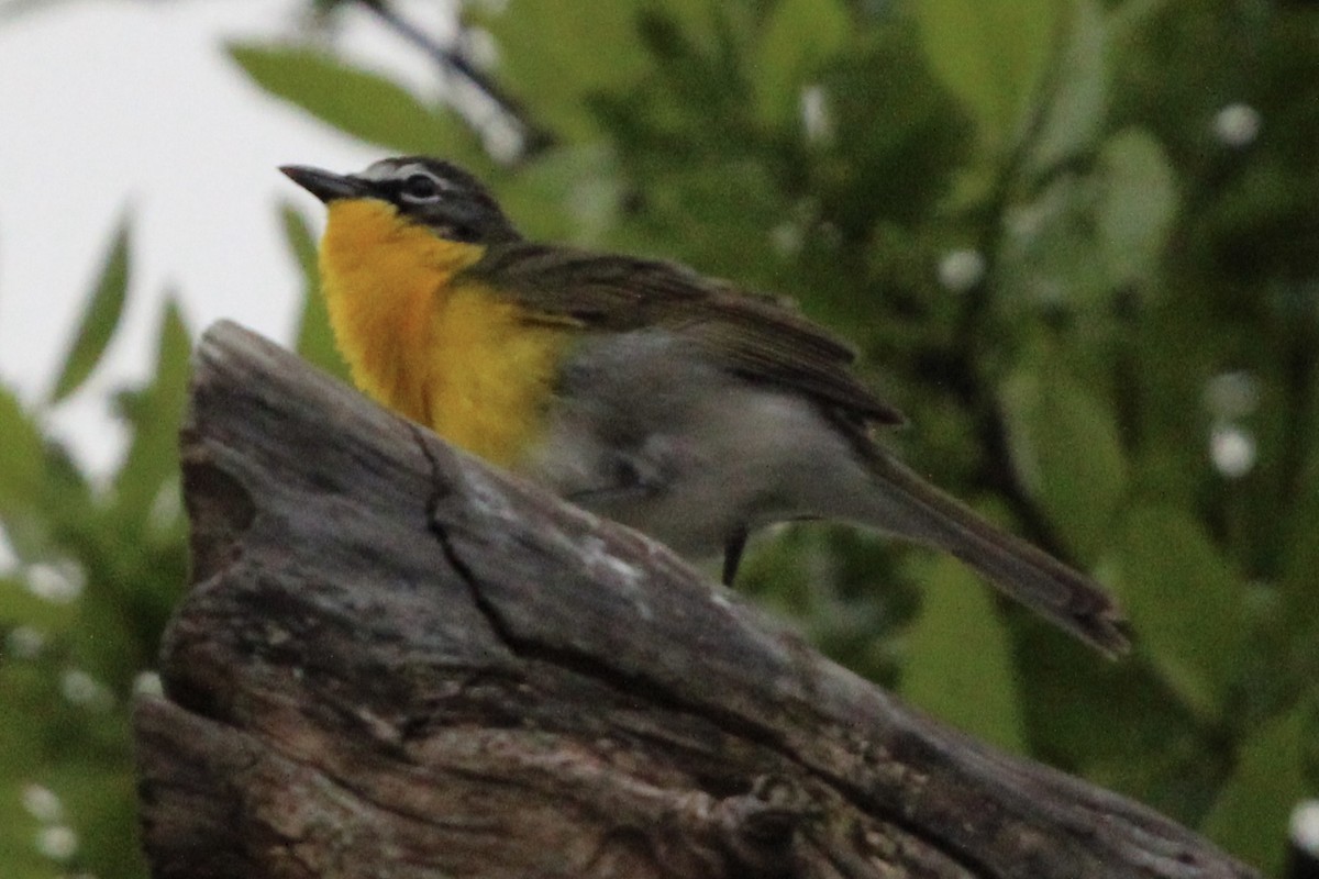 Yellow-breasted Chat - ML445499911