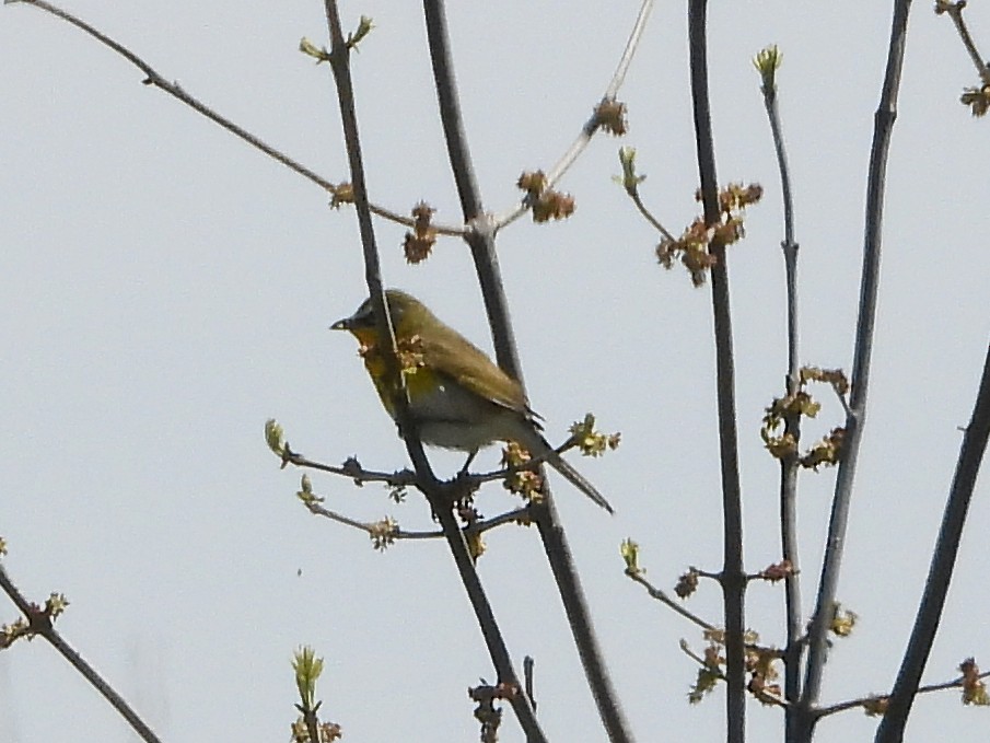 Yellow-breasted Chat - ML445501021