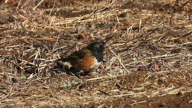 Spotted Towhee (Olive-backed) - ML445502351
