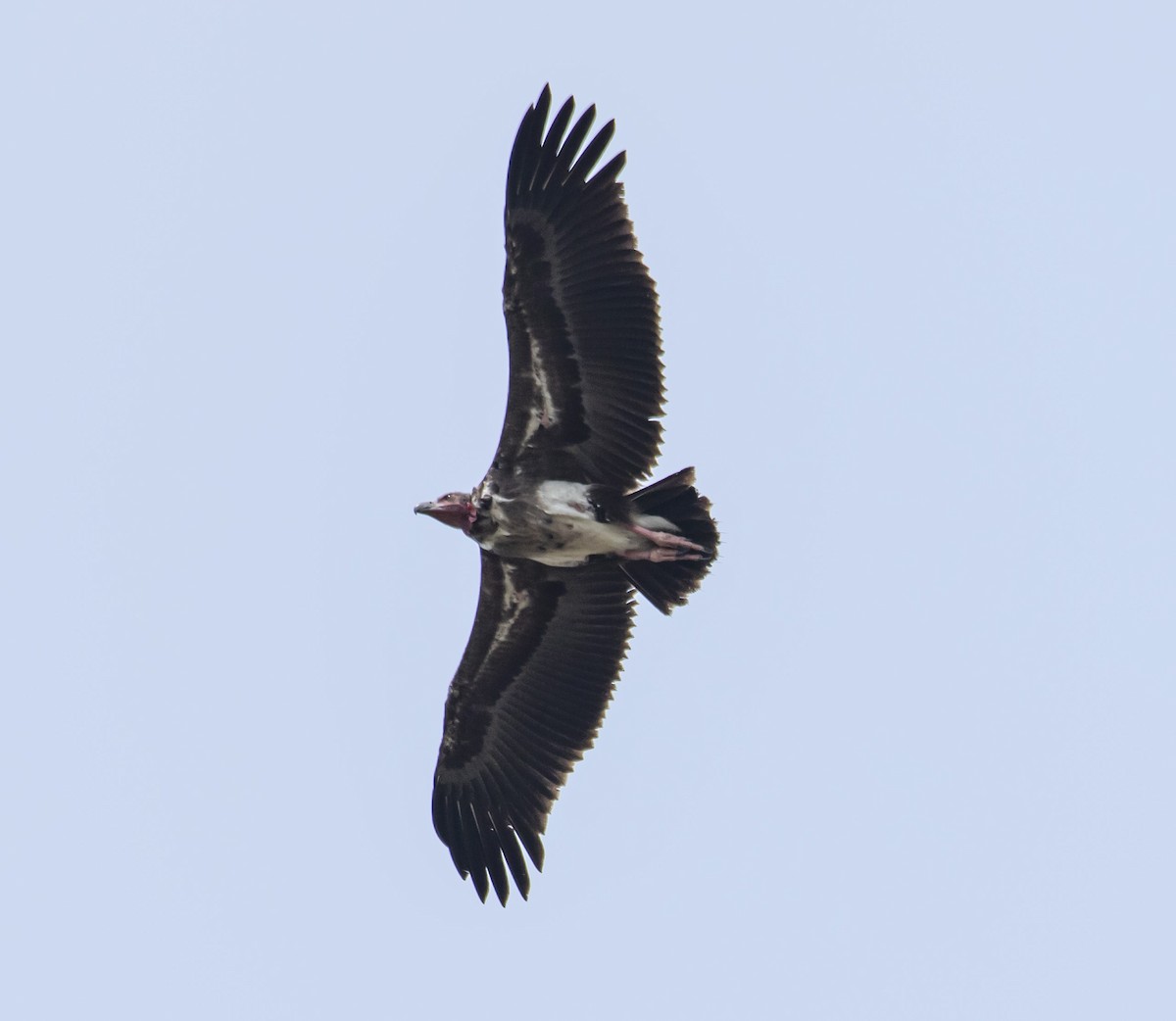 Red-headed Vulture - ML445505881