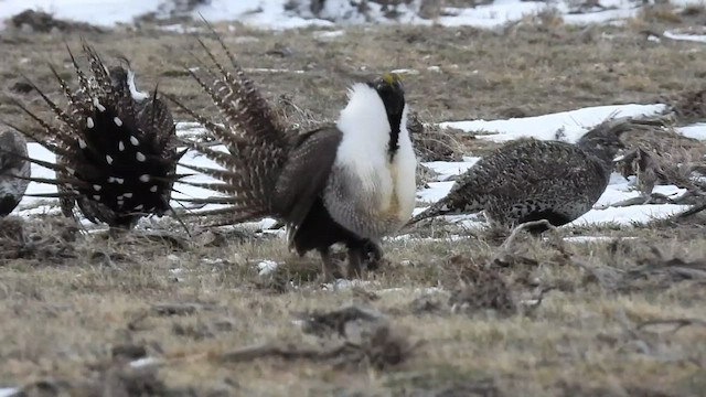 Greater Sage-Grouse - ML445507151