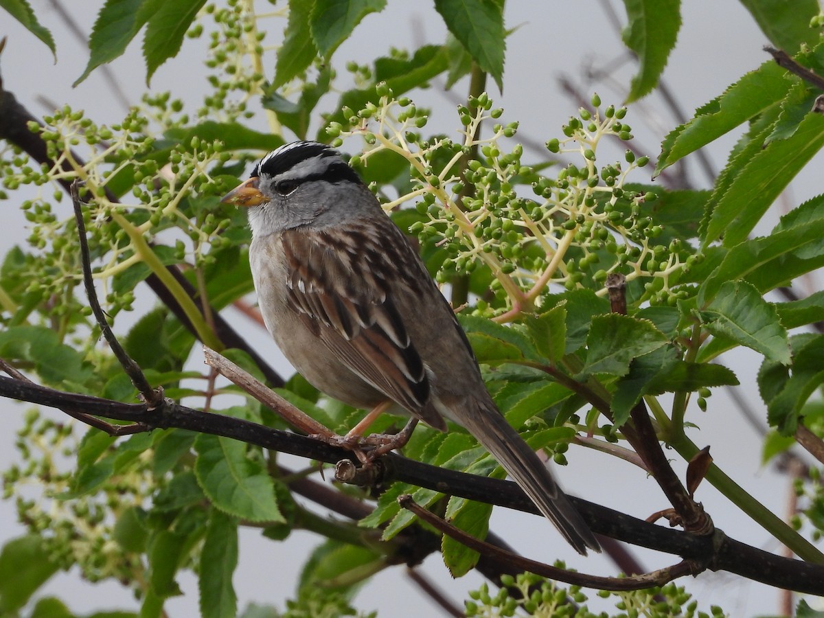 White-crowned Sparrow - ML445520171
