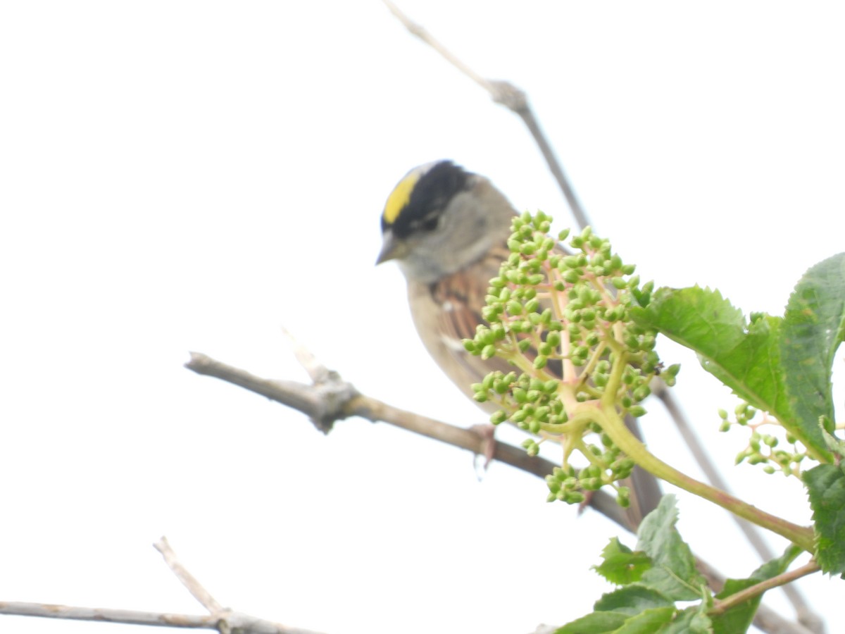 Golden-crowned Sparrow - ML445521211