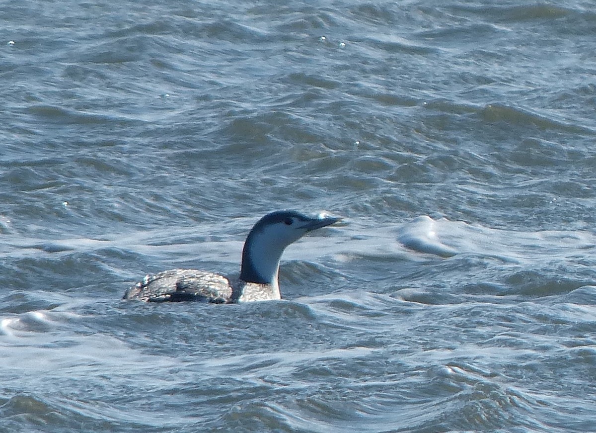 Red-throated Loon - Jim Guion