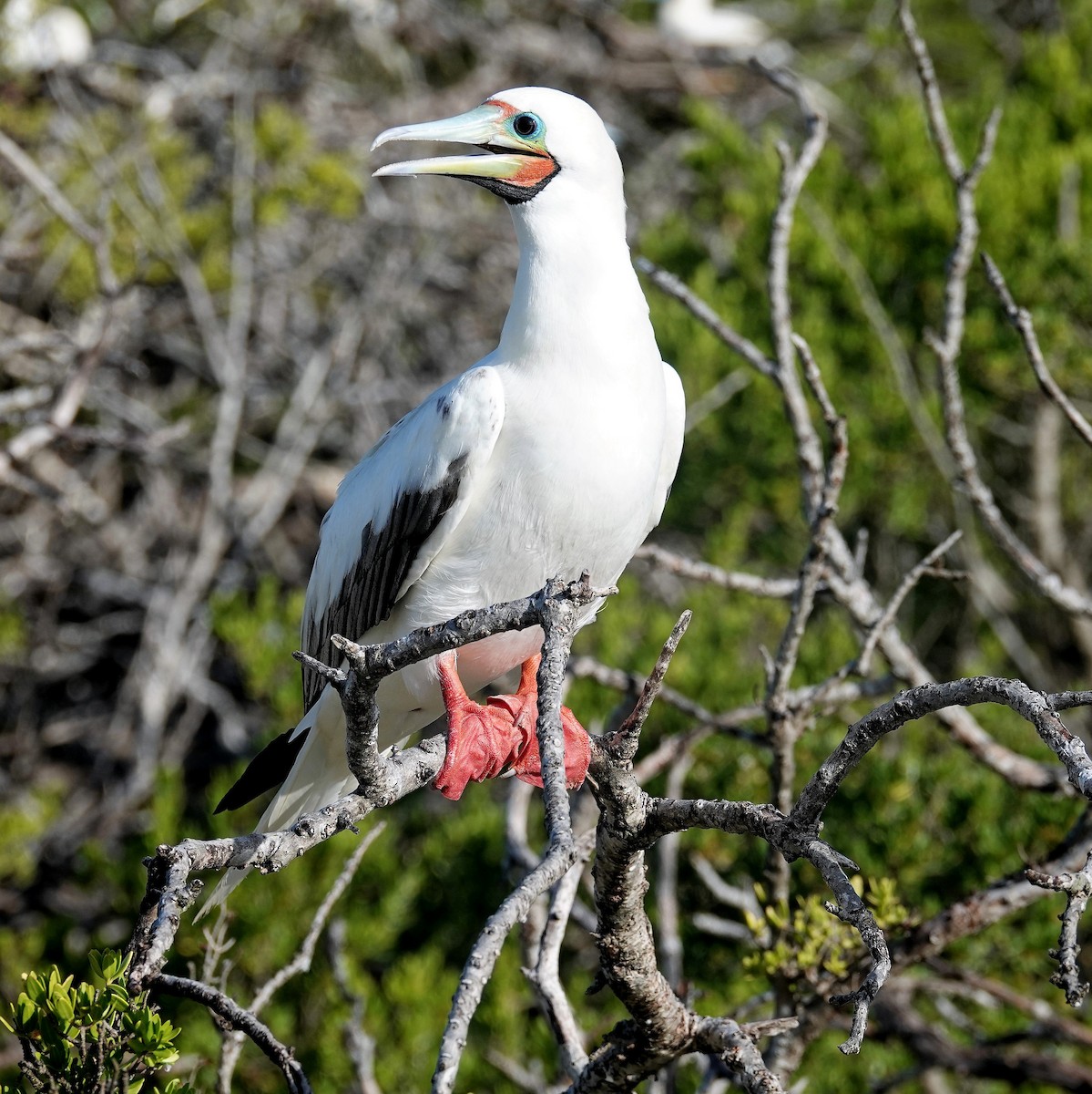 Red-footed Booby - ML445521701