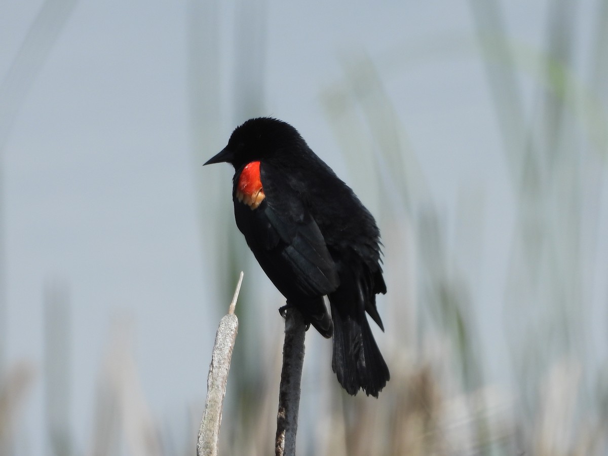 Red-winged Blackbird - ML445521891