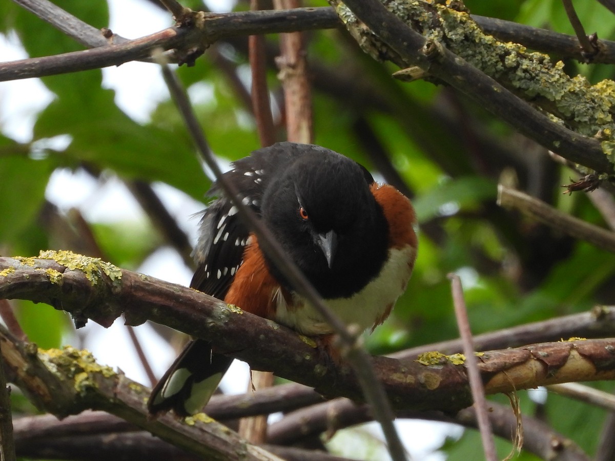 Spotted Towhee - ML445522041