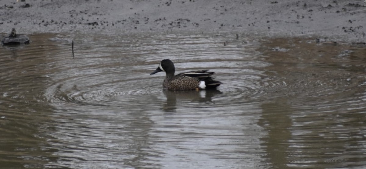 Blue-winged Teal - ML445537781