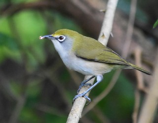  - Christmas Island White-eye