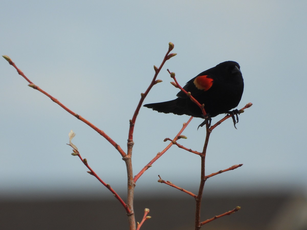 Red-winged Blackbird - Jeff Percell