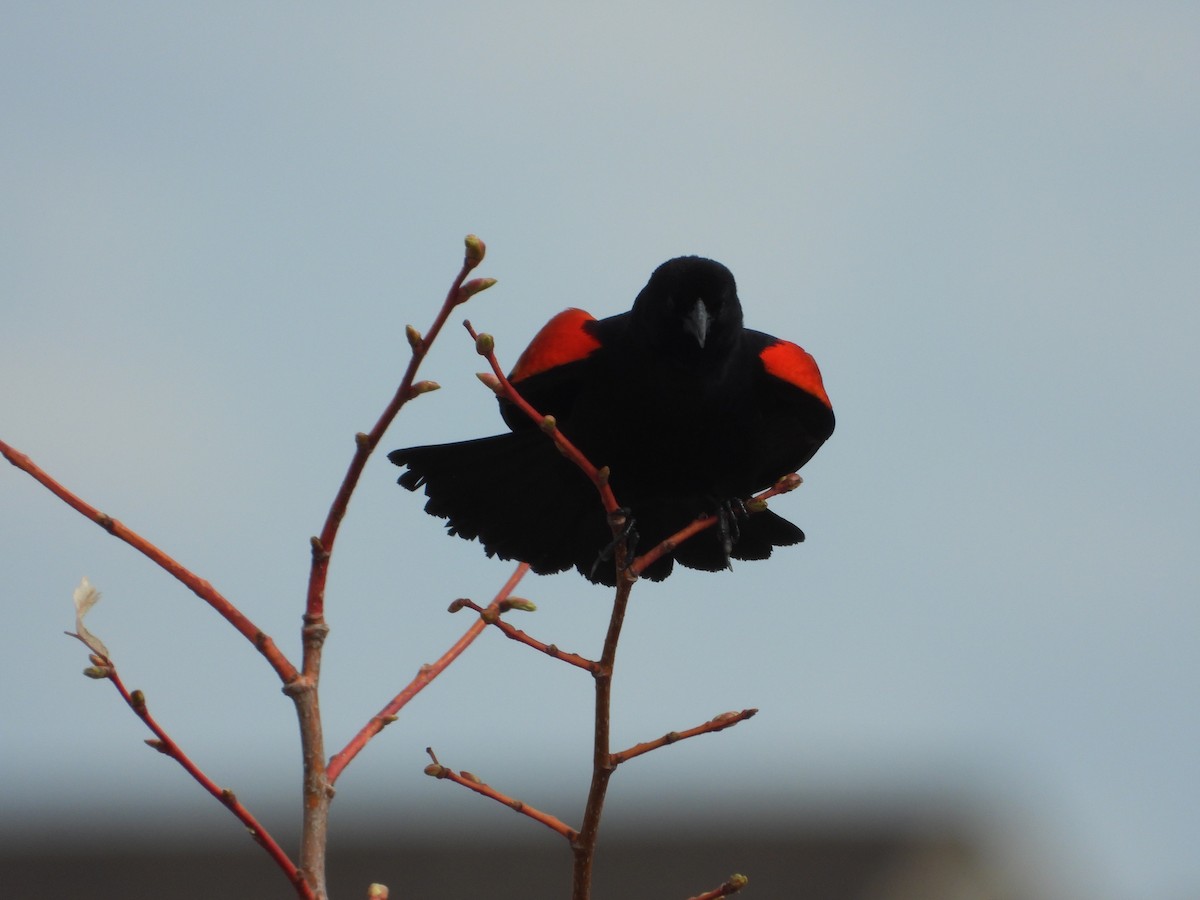 Red-winged Blackbird - ML445539871