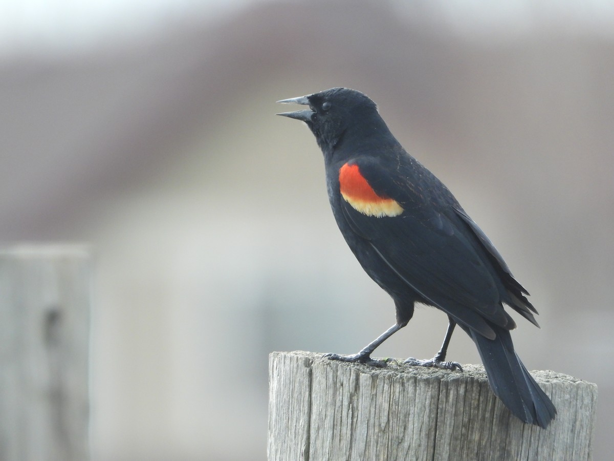 Red-winged Blackbird - Jeff Percell