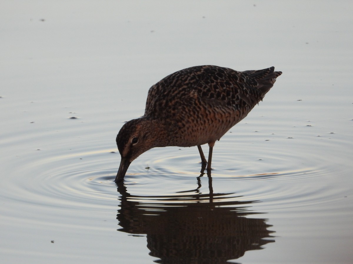 Long-billed Dowitcher - ML445543961