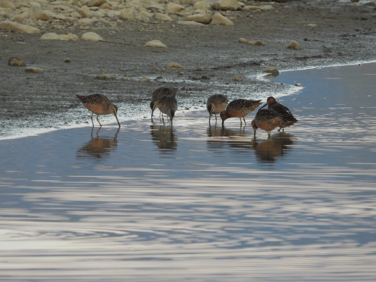 Long-billed Dowitcher - ML445543981