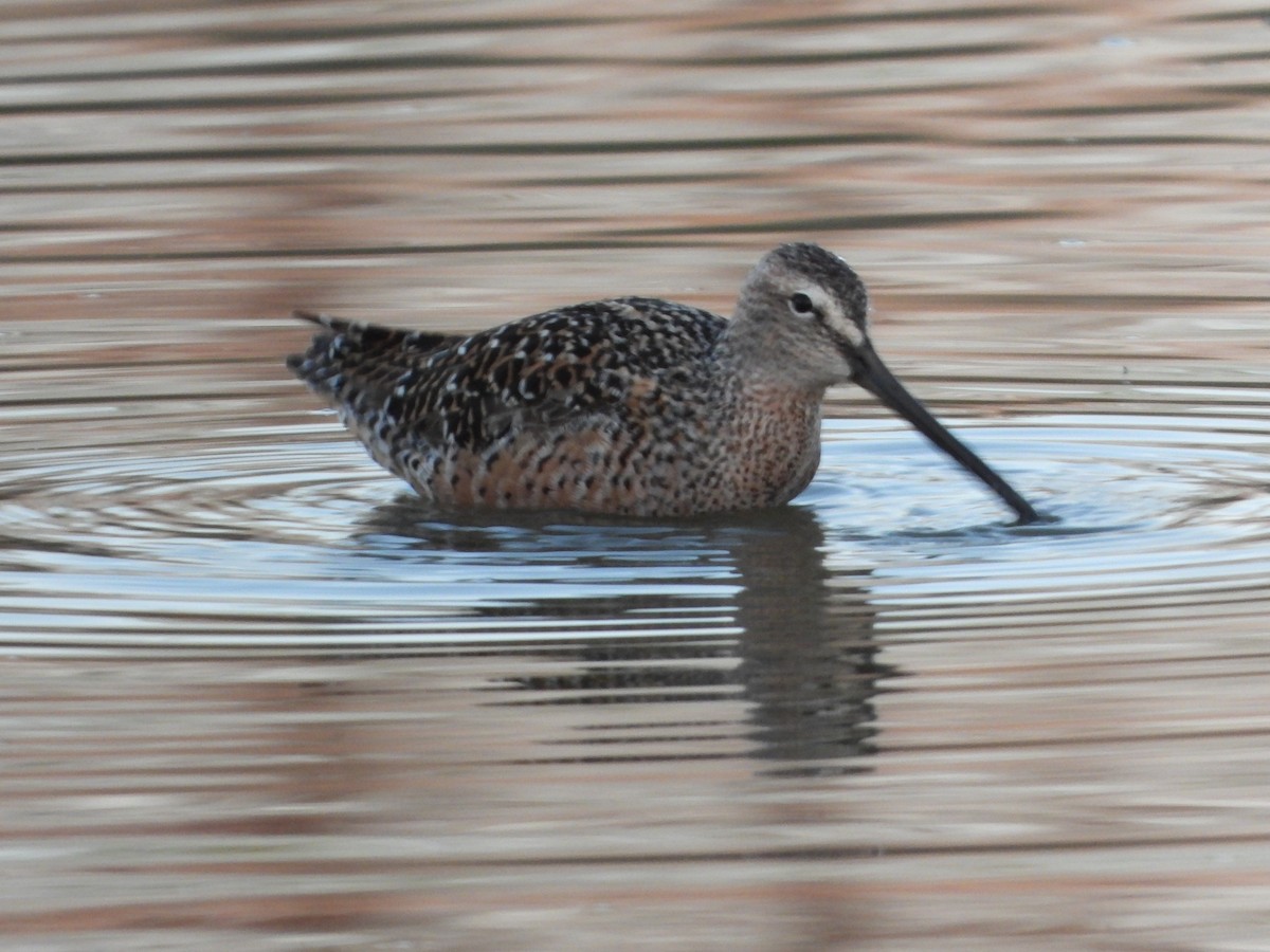 Long-billed Dowitcher - ML445544001