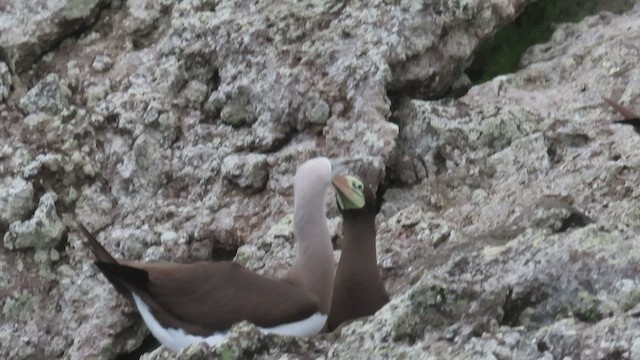 Brown Booby - ML445544651