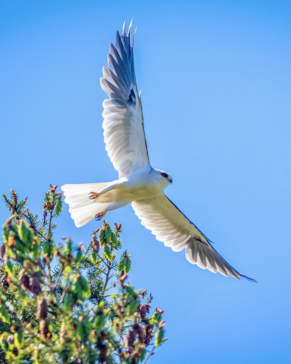 White-tailed Kite - ML445547331