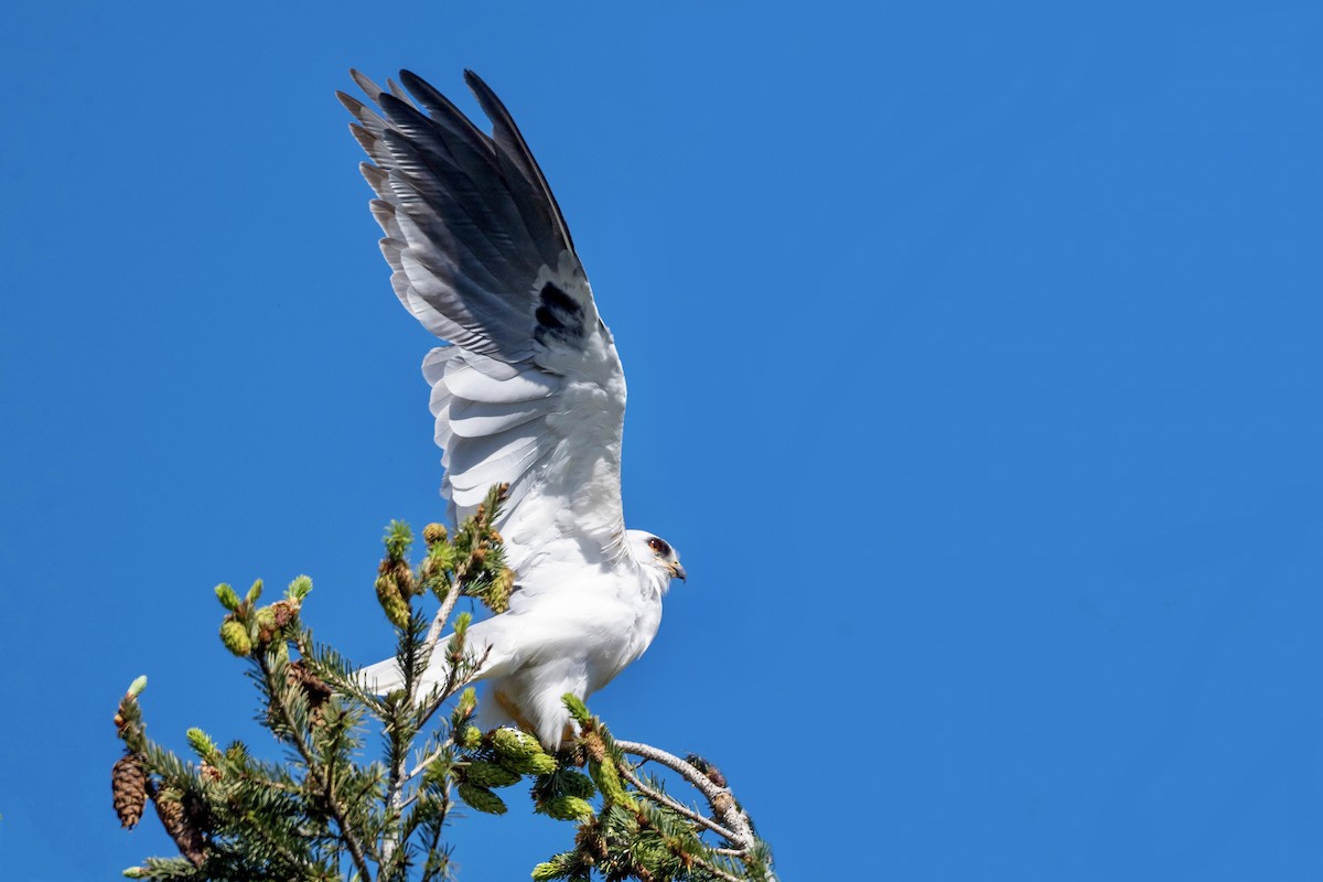 White-tailed Kite - ML445547341