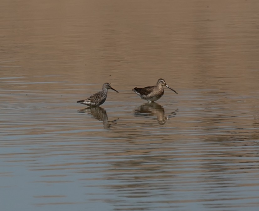 Long-billed Dowitcher - ML445549351