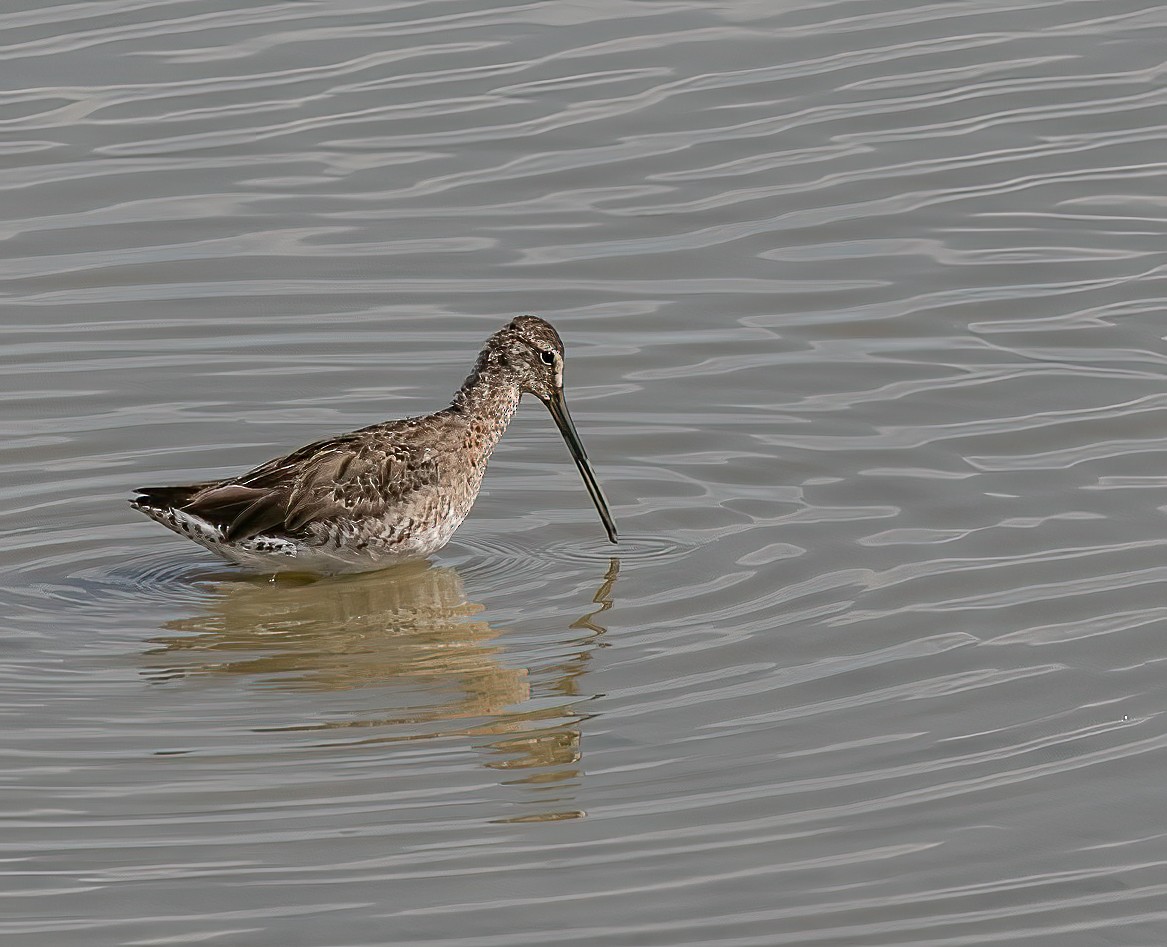 Long-billed Dowitcher - ML445549361