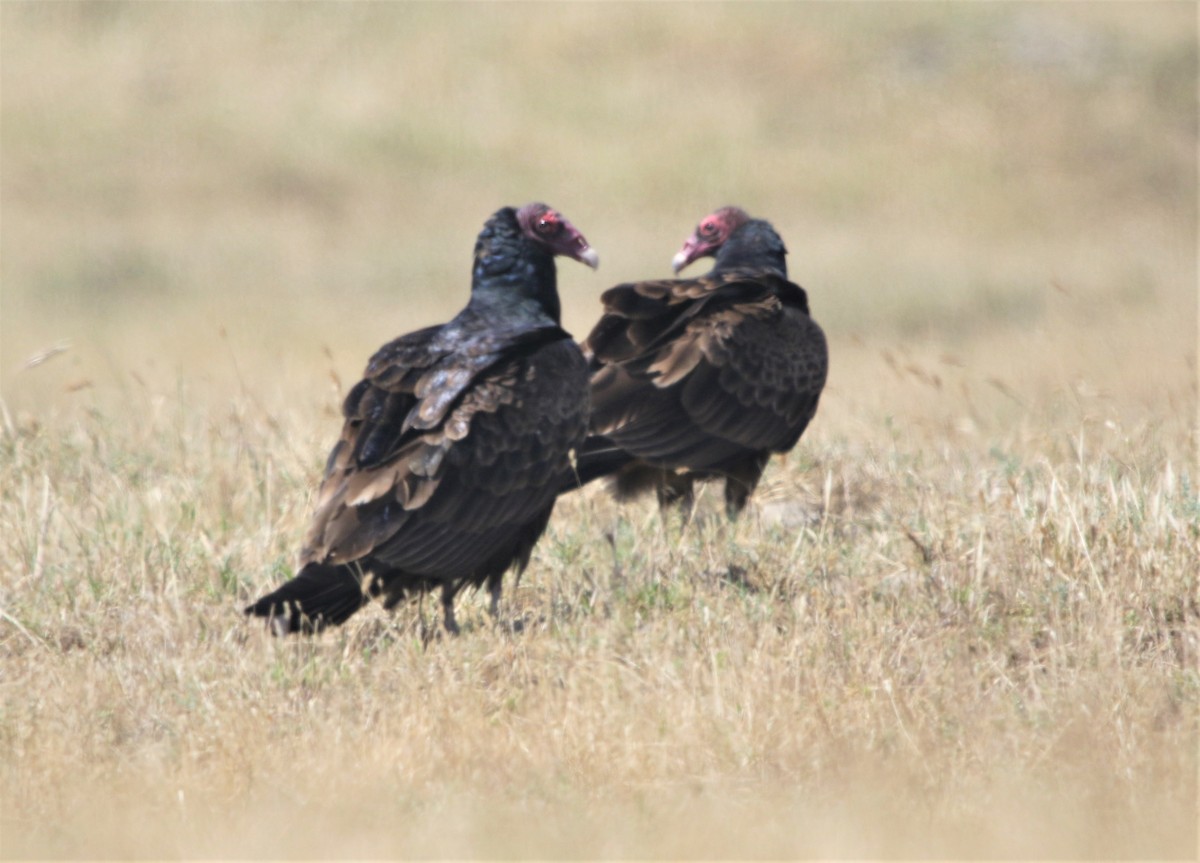 Turkey Vulture - ML445561141