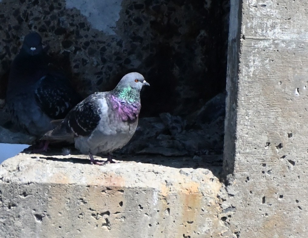 Rock Pigeon (Feral Pigeon) - ML445562221