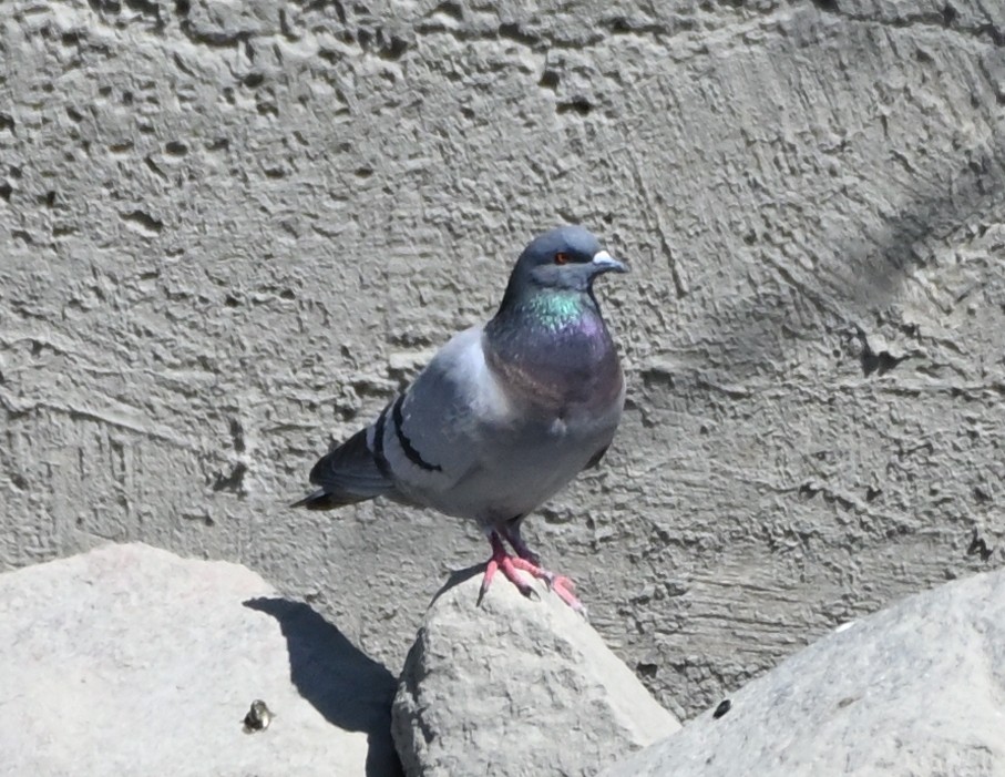 Rock Pigeon (Feral Pigeon) - ML445562231