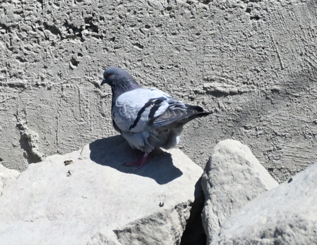 Rock Pigeon (Feral Pigeon) - ML445562241