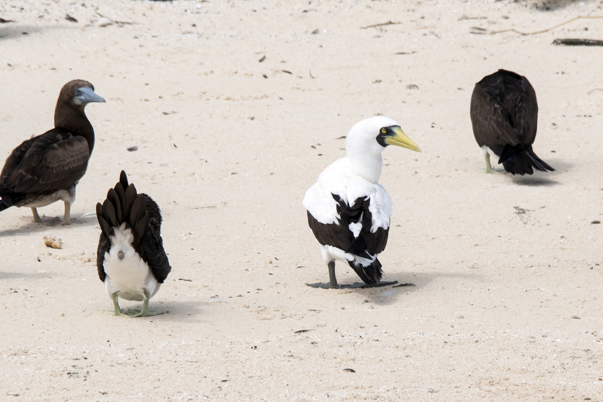Masked Booby - ML445568321