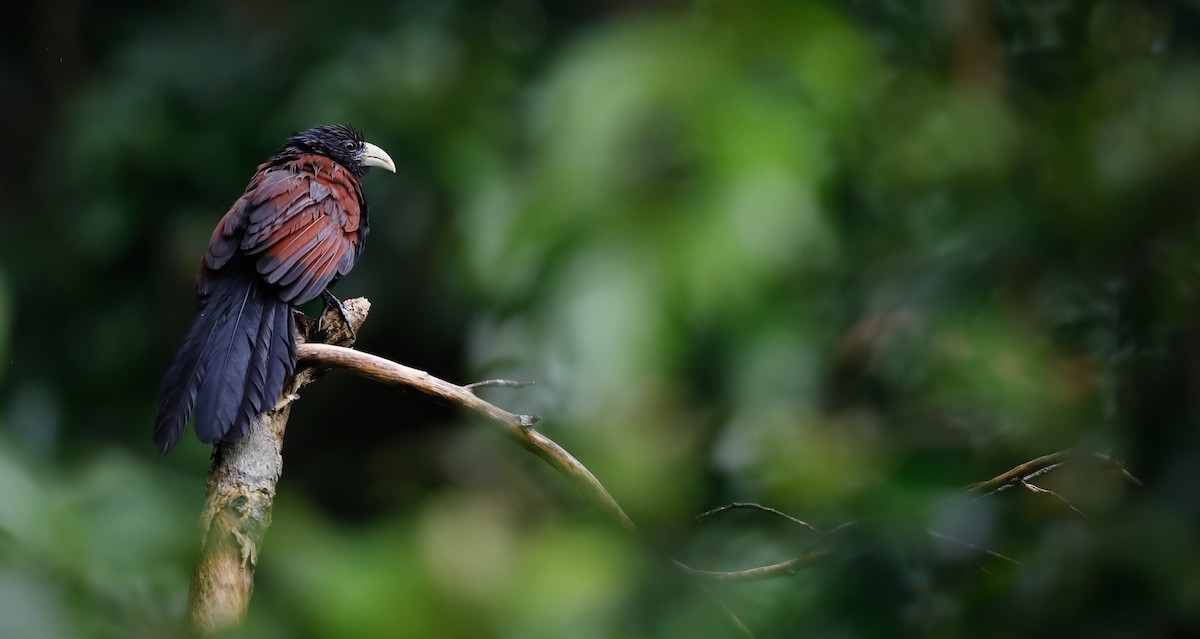 Green-billed Coucal - ML445570031