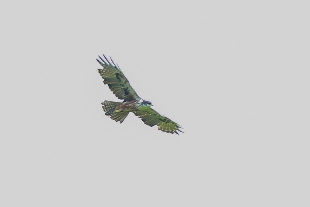 Rufous-bellied Eagle - Akila Abeyratne