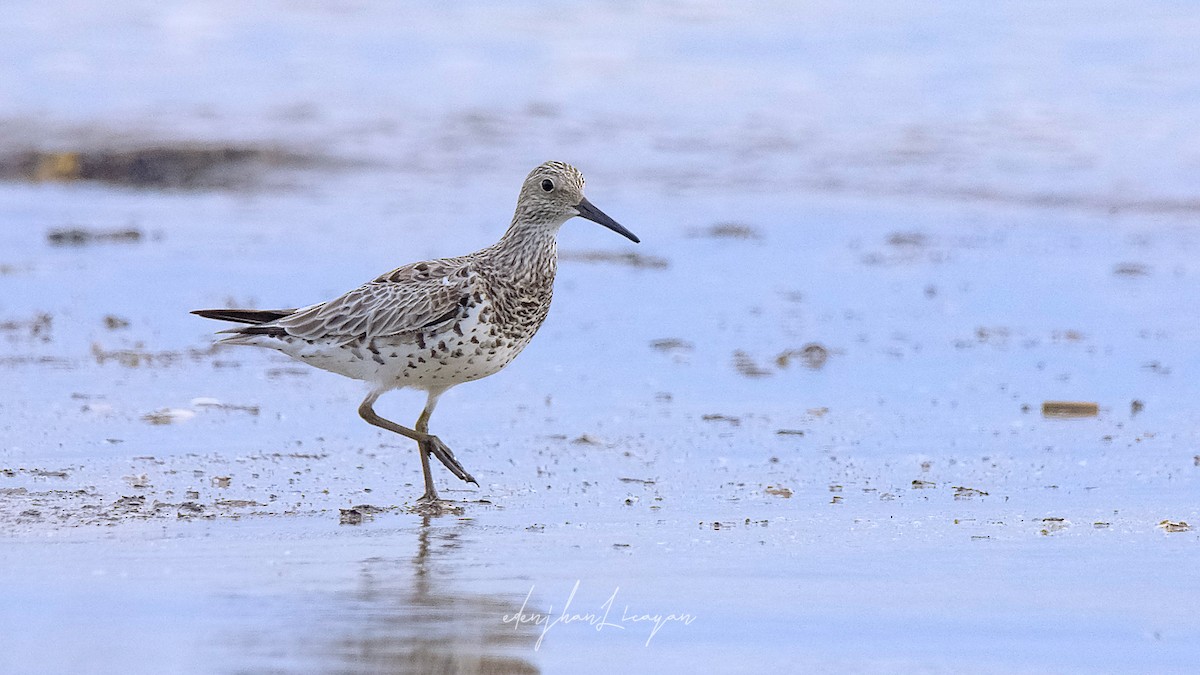 Great Knot - ML445574051