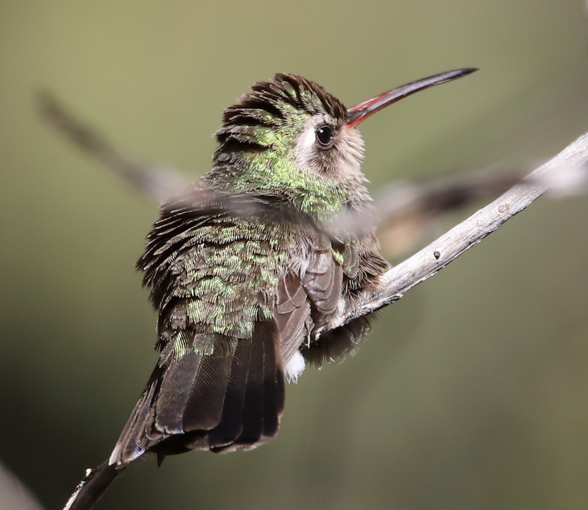 Broad-billed Hummingbird - ML445575931