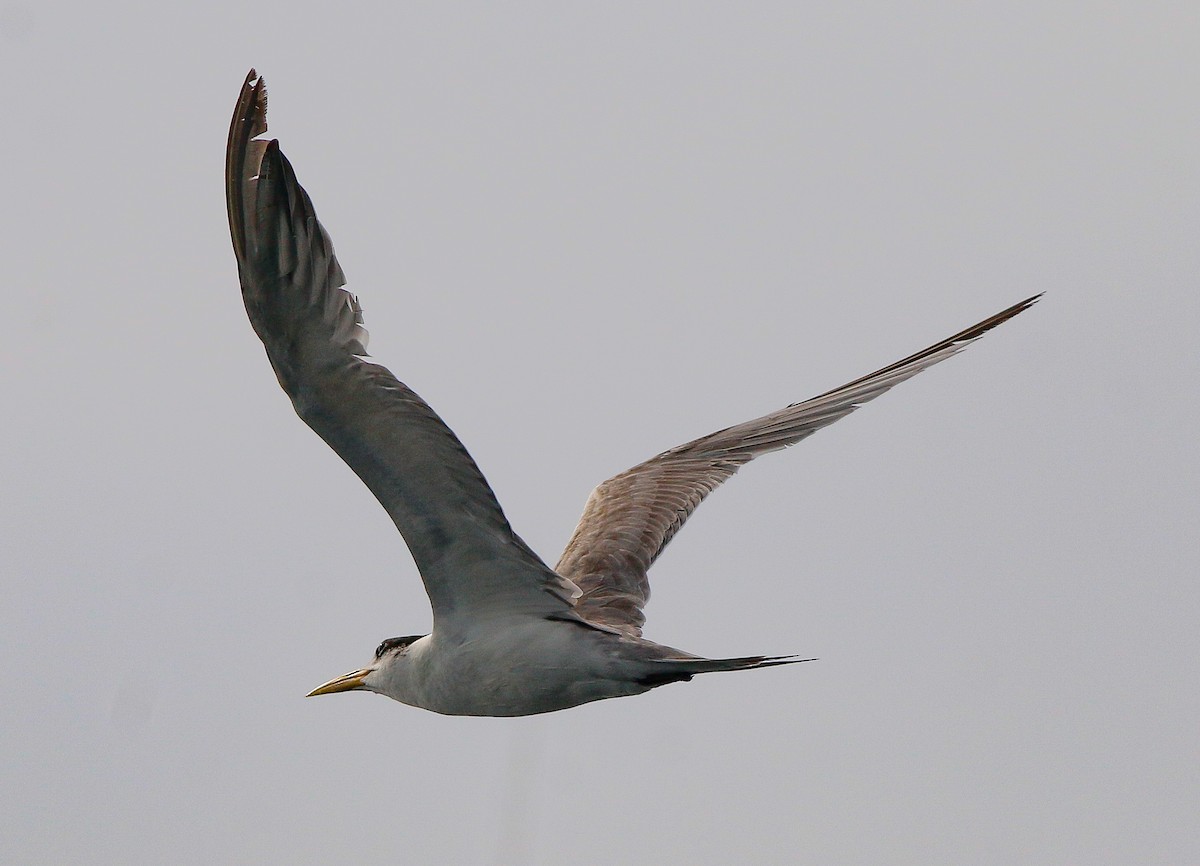 Great Crested Tern - ML445576361
