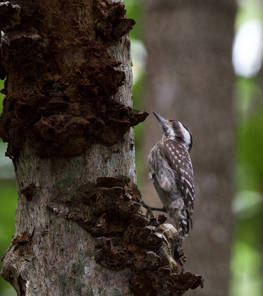 Sunda Pygmy Woodpecker - Jeerapa Sookgaew