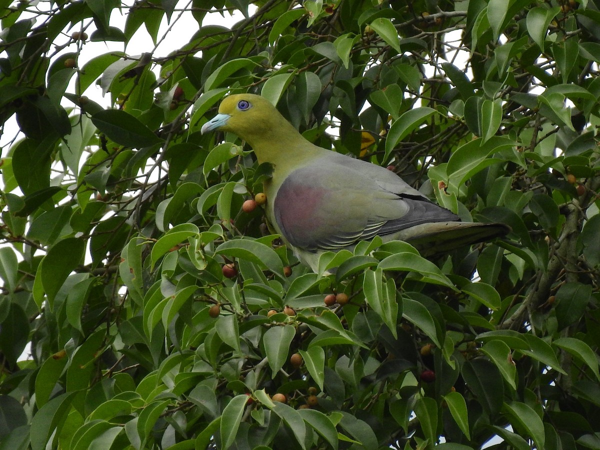 White-bellied Green-Pigeon - ML445581501