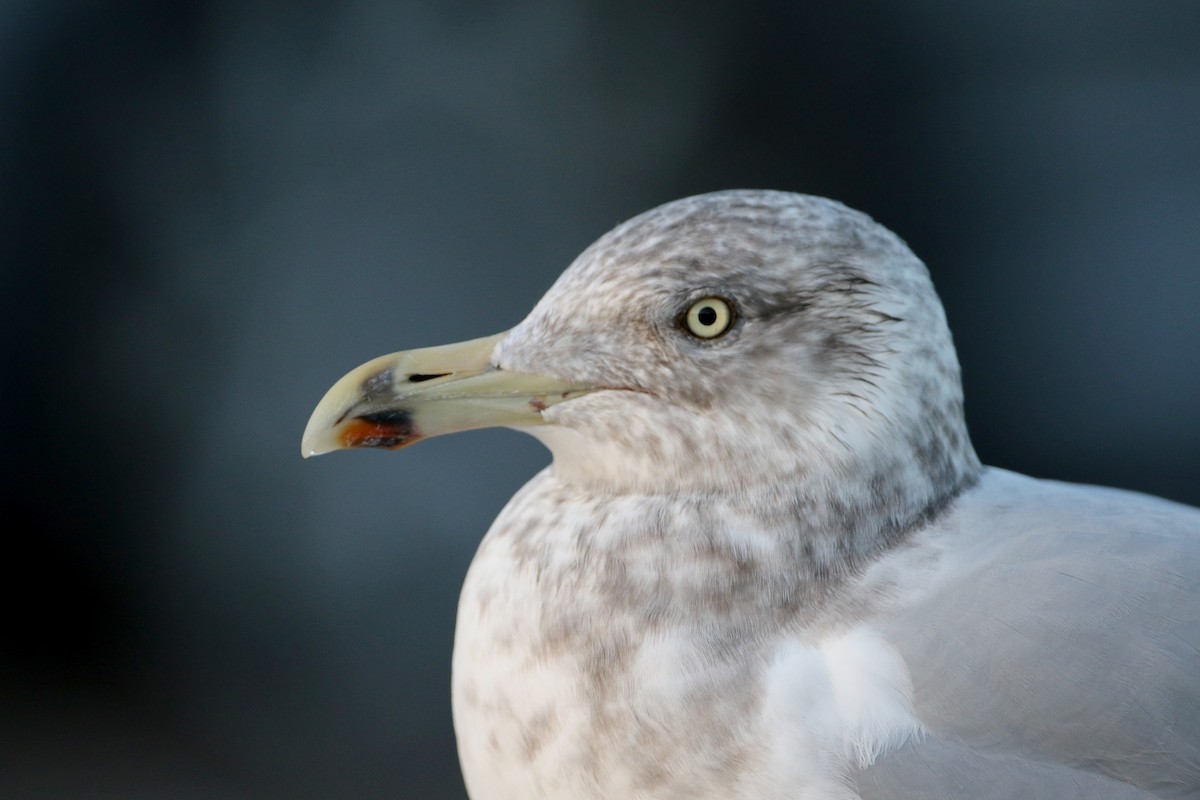 Herring Gull (American) - ML44558231