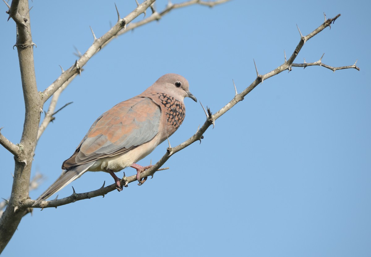 Laughing Dove - ML445584171