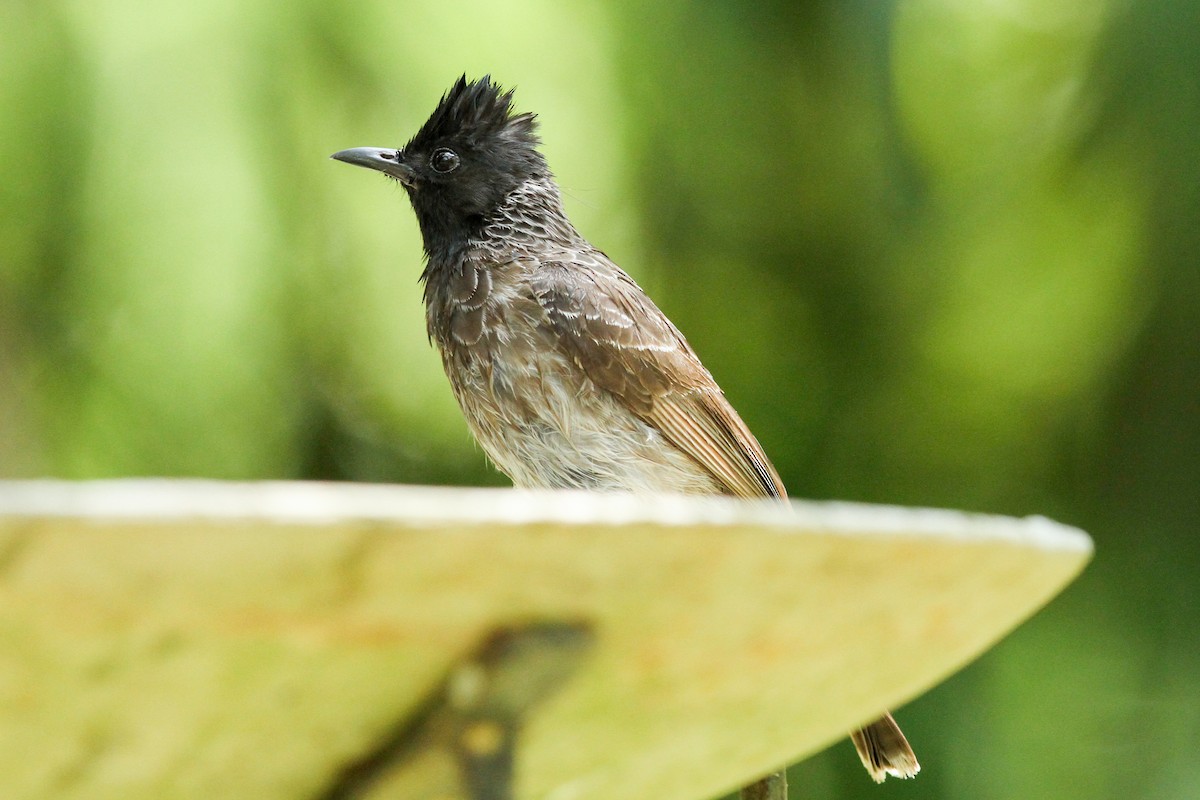 Red-vented Bulbul - ML445586081