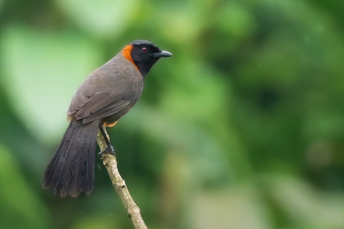 Rufous-necked Laughingthrush - Phil Chaon