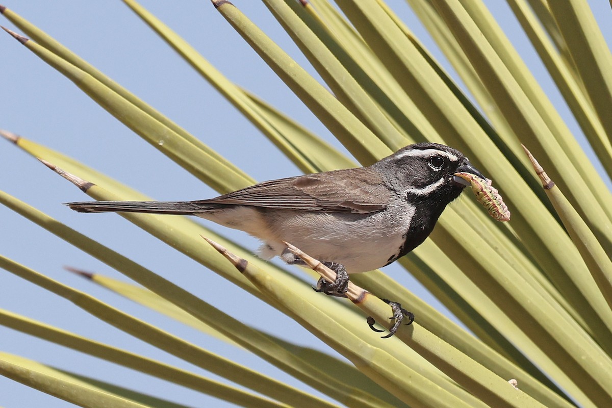 Black-throated Sparrow - Volker Hesse