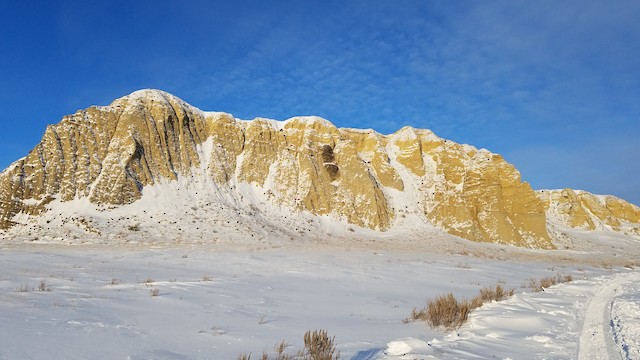 Nest site (Montana, United States). - Golden Eagle - 