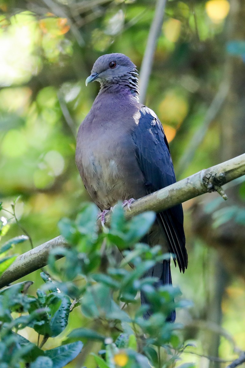 Sri Lanka Wood-Pigeon - ML445596021