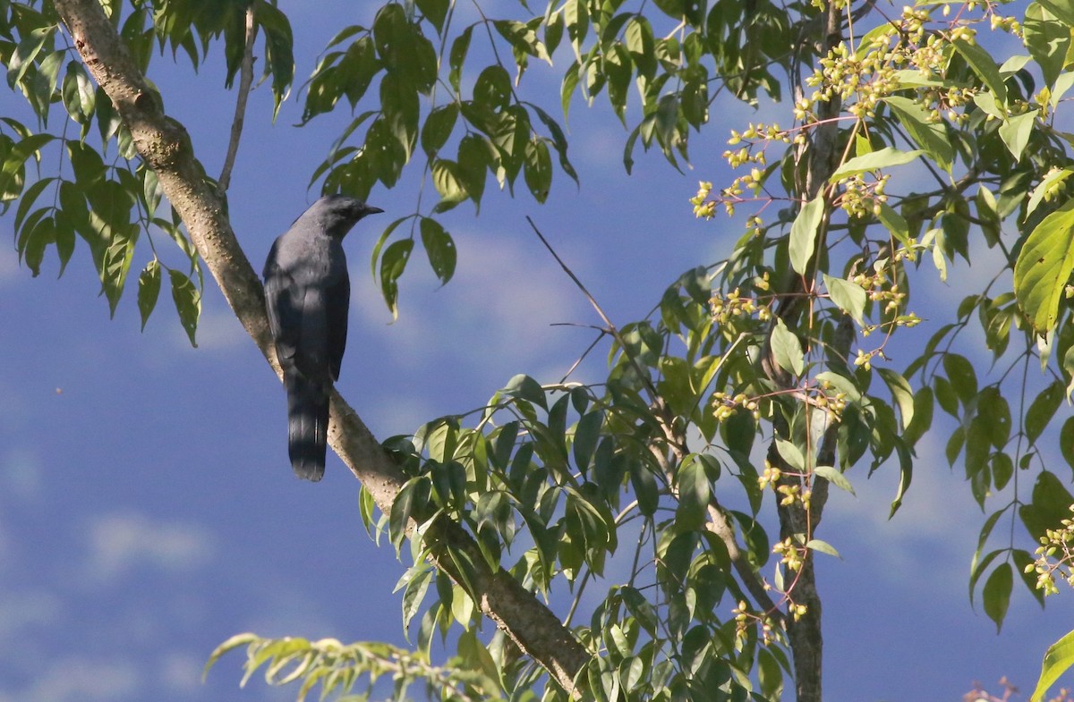 Black-winged Cuckooshrike - Peter Hosner