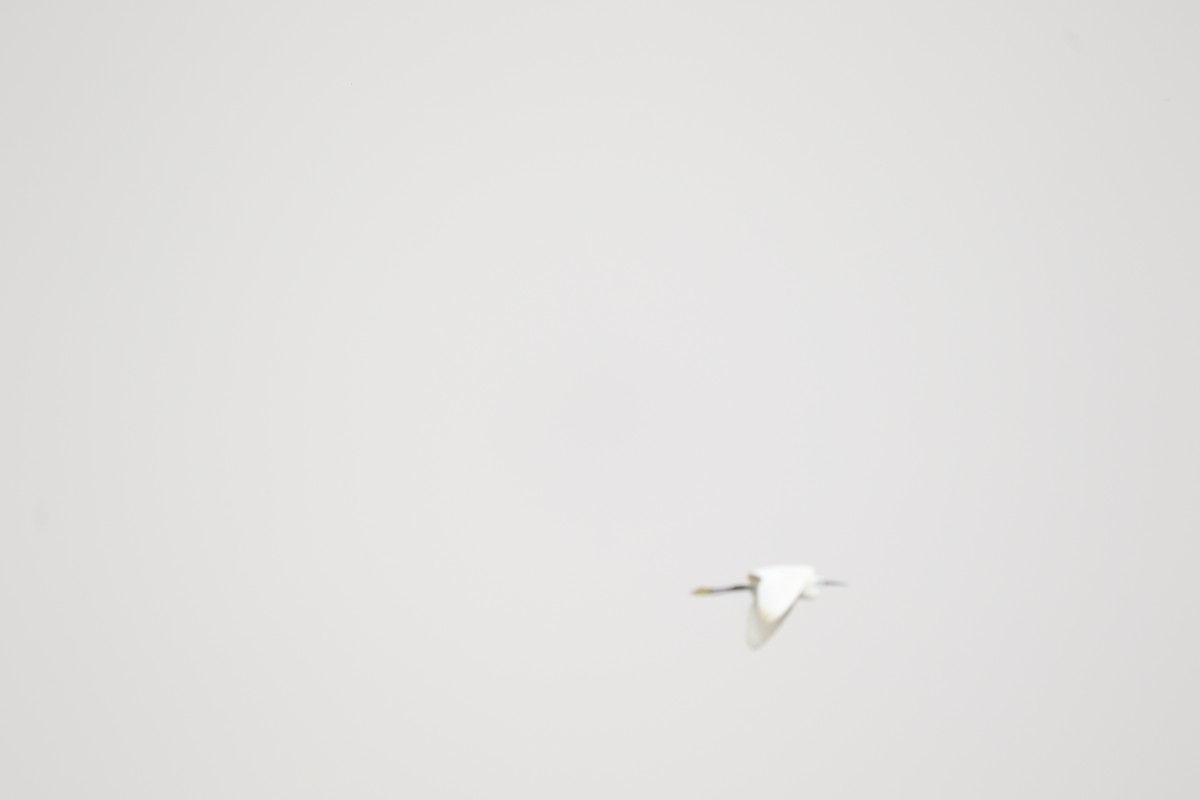 Little Egret - ahmed zali