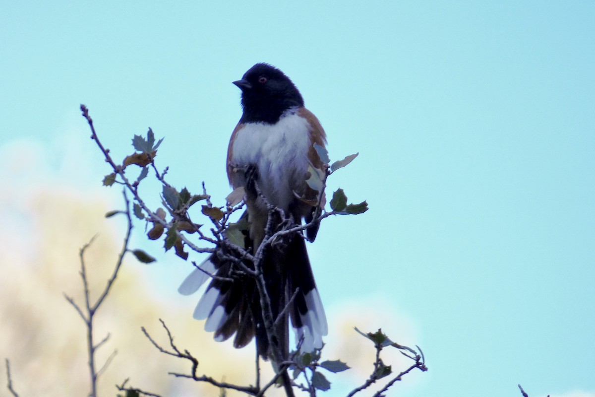 Spotted Towhee - ML445612351