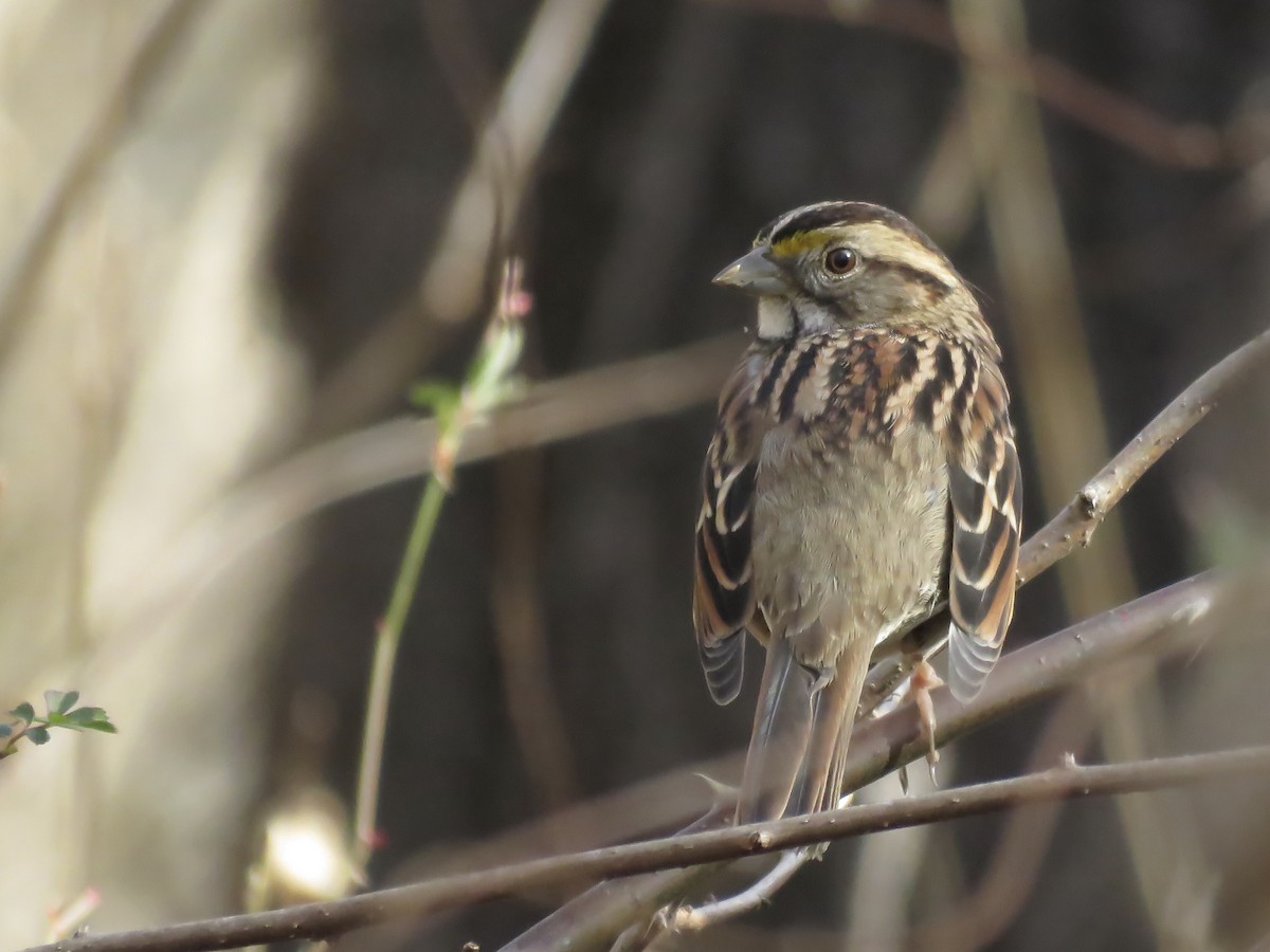 White-throated Sparrow - Charlotte Farrell