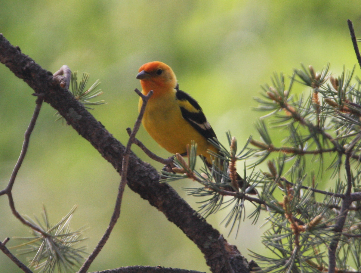 Western Tanager - ML445617911